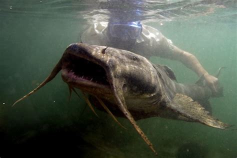 Photos Of The Largest Fish On Earth Live Science