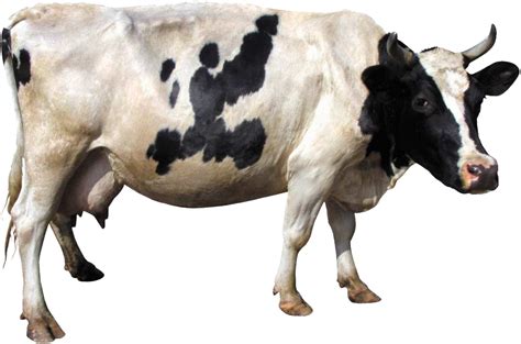 Cow Png