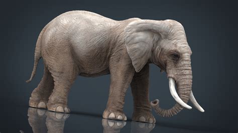 3d Model Elephant Animal Zoo Turbosquid 1469549