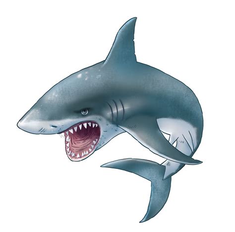 Shark Png Shark Images Megalodon Shark