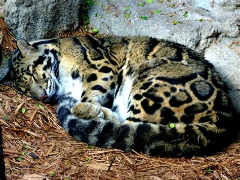 I Dont Care What Anyone Says I Think Clouded Leopards Are The Cutest