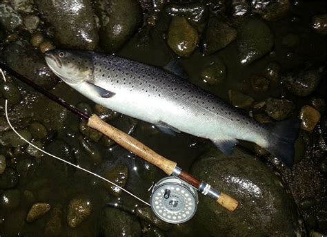 Night Fishing For Sea Trout