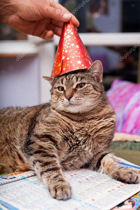 Funny Fat Cat Wearing A Party Hat — Stock Photo