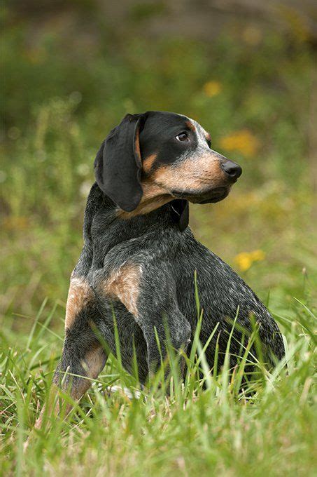 Bluetick Coonhound Dog Breed Information Pictures Characteristics