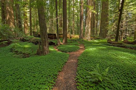Kari Likelikes Clover Forest Path California Nature