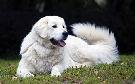 Tatra Shepherd Dog Tatra Sheepdog