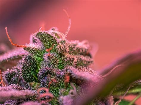First Attempts At Macro Photography Of Cannabis Thcfarmer