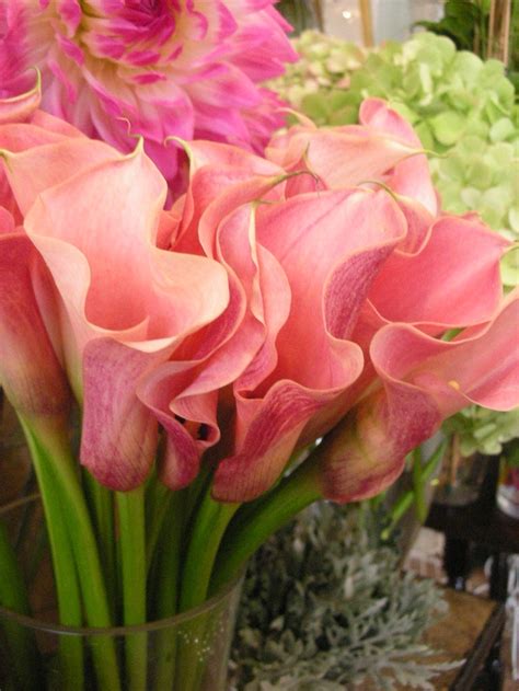 Pink Calla Lilies