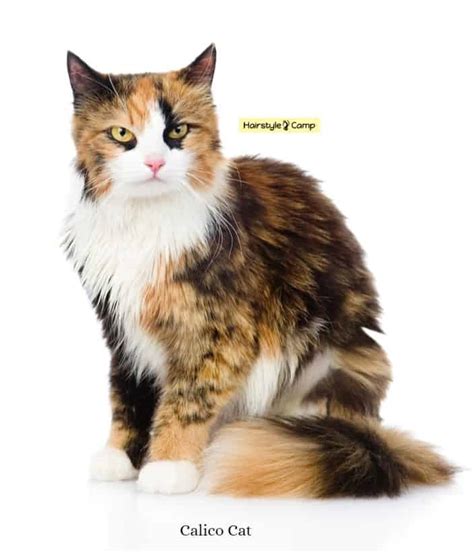 8 Things To Know About Long Haired Calico Cat Hairstylecamp