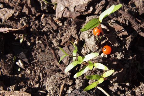 Water is often depicted as blue. Flowering plant life cycles — Science Learning Hub