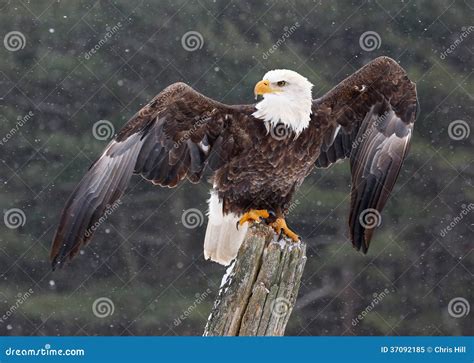 Bald Eagle With Wings Stretched Royalty Free Stock Photo Image 37092185