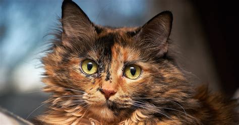 Tortitude Is Real And Other Fun Facts About Tortoiseshell Cats