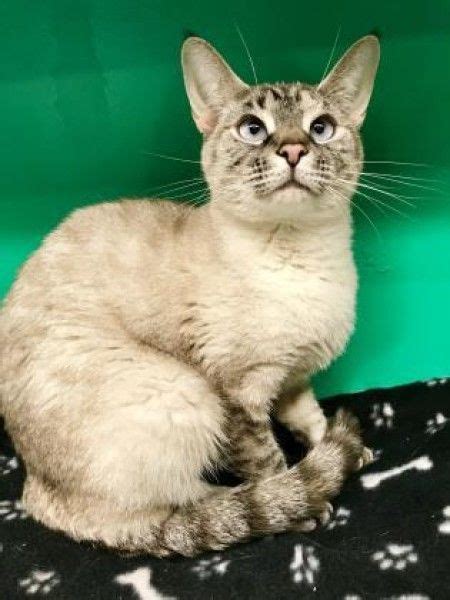 All our kittens are raised to believe they are the next star whether he or she is the star of your heart or the star of. Jolie - Siamese Cat for Adoption in Oak Park, Illinois ...