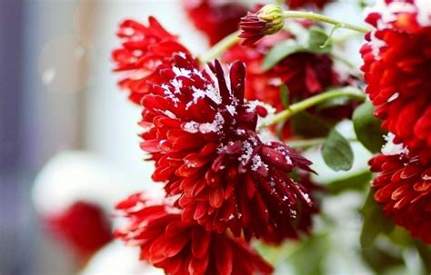 Winter Flowers ~ Flowers Wallpapers