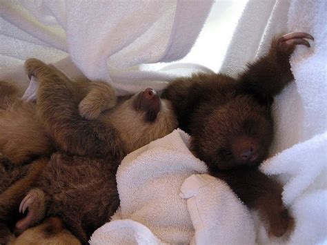 The Cuteness Of A Cuddle Puddle Of Baby Sloths Is Unslothable See