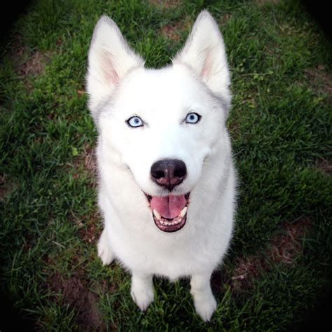 White Husky With Beautiful Blue Eyes 👀 Husky