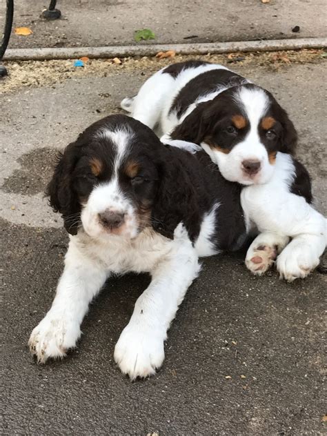 It is an affectionate, excitable breed with an average lifespan of twelve to lake michigan: English Springer Spaniel Puppies For Sale | McBain, MI #235881