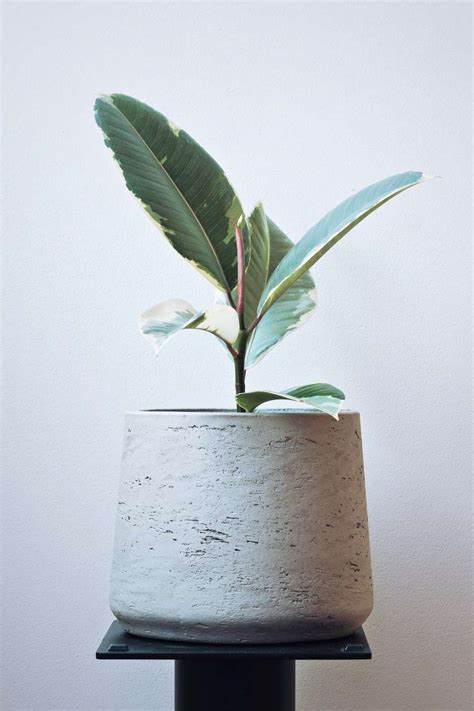 Variegated Rubber Plant Care Flatwithplants