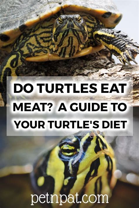 Do Turtles Eat Meat A Quick Guide To Your Turtles Diet In 2021 Pet