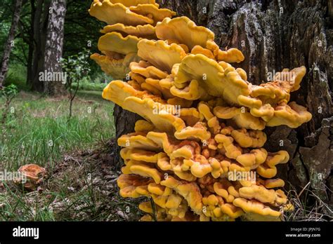 Chicken Of The Woods Crab Of The Woods Sulphur Polypore Sulphur