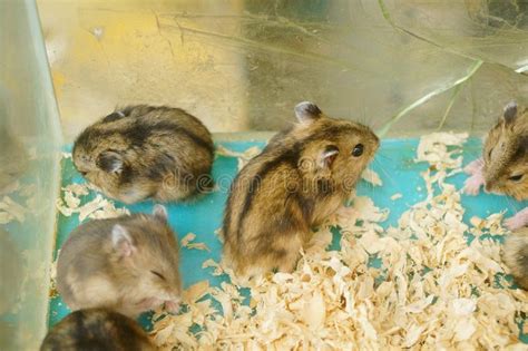 Hamsters Are Playing They Are Funny And Cute Stock Image Image Of