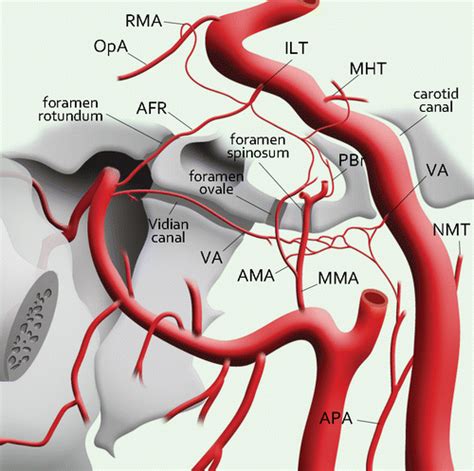 Eca And Ica Anatomy Compression Of The Cervical Internal Carotid