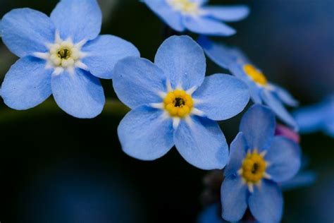 Small Blue Flowers Flickr Photo Sharing