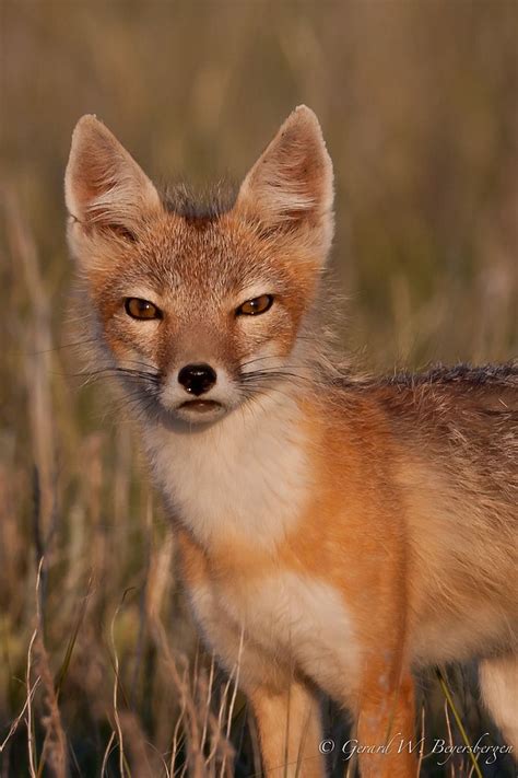 Swift Fox Vulpes Velox Male In The Native Prairie Grasslands 4 Miles