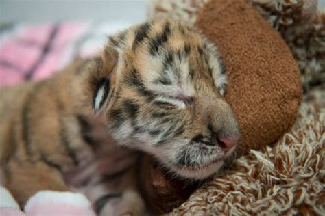 Utterly Cute Three Amur Tiger Cubs Born On Earth Day At Columbus Zoo