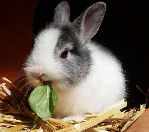 How Much Does It Cost To Get A Rabbit Neutered Questionscity