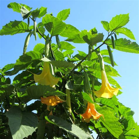 Brugmansia Versus Datura How To Tell The Differences Apart