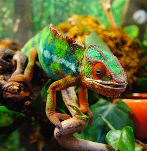 Picture Of A Colorful Panther Chameleon About Wild Animals