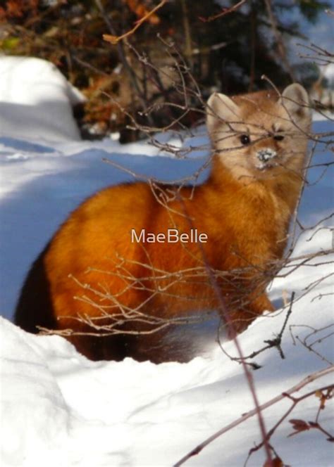 Pine Martensable By Maebelle Redbubble