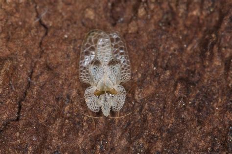 Tigre Du Platane Corythucha Ciliata Les Carnets Nature De Jessica