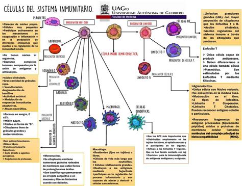 CÉlulas Del Sistema Inmunitario Facmednotes Udocz