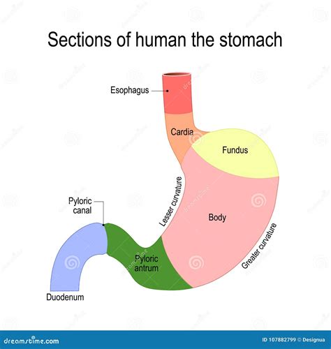 Anatomy Of The Human Stomach Diagram