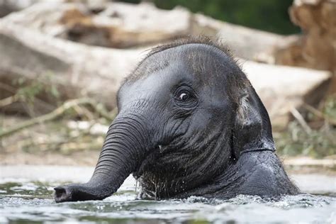 How Long Can Elephants Swim Underwater Wildlifefaq