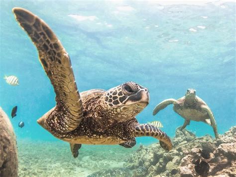Where To See Turtles In Oahu Turtle Sightseeing Beaches