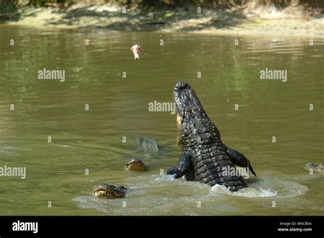 Alligators Feeding In Wild Florida Reserve Usa Stock Photo Alamy