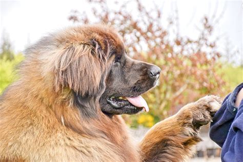 Leonberger Show Kennels From Ireland Hillhavenleonbergers Home Of