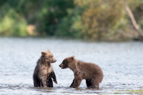 Two Cute Brown Bear Cubs Playing Stock Image Image Of Cute Alaskan
