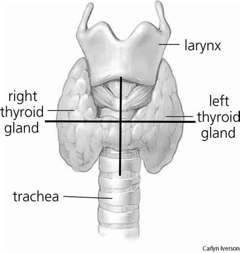 Parathyroid Gland Diagram