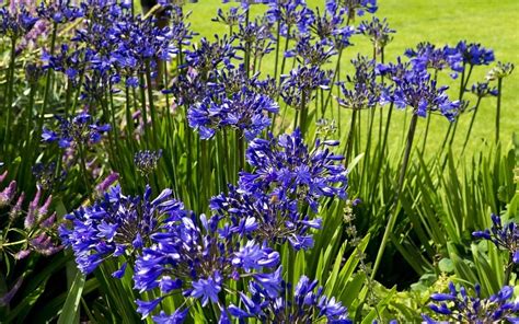 Fleur Bleue La Liste Des 30 Plus Belles Fleurs Bleues Pour Votre Jardin