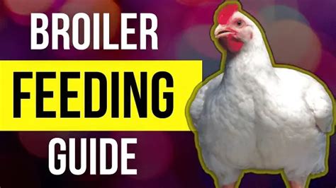 Pdf Broiler Feeding Guide Growth And Weight Chart Livestocking