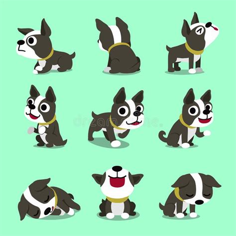 Vector Cartoon Character Cute Boston Terrier Dog Expressing Different