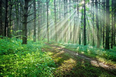 Sunbeams Filtering Through Trees On A Photograph By Drnadig Fine Art