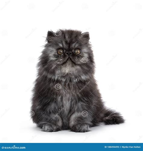 Black Smoke Persian Kitten On White Background Stock Image Image Of