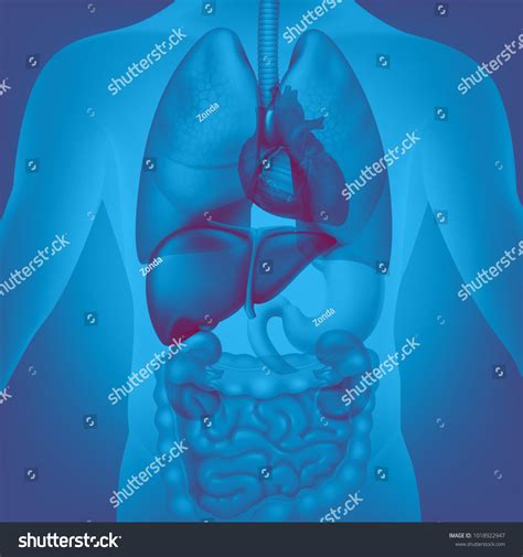 Vector Medical Illustration Human Internal Organs Vector De Stock