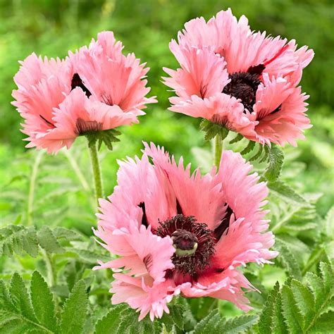 Buy Hardy Perennial X Papaver Orientale Pink Perfection Pink Bare Rooted Bakker Com