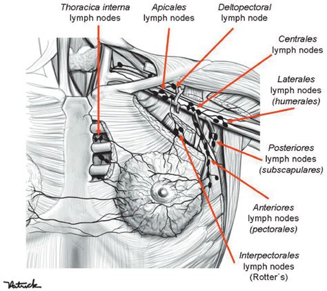Axillares Interpectorales And Deltopectorales Lymph Node